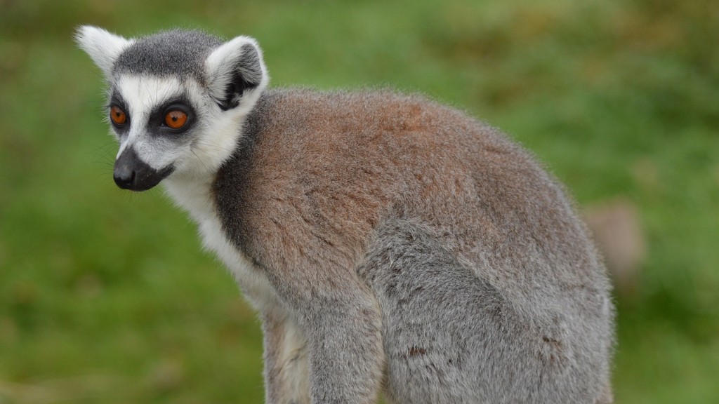Wat zijn de gevaarlijkste dieren in Madagaskar