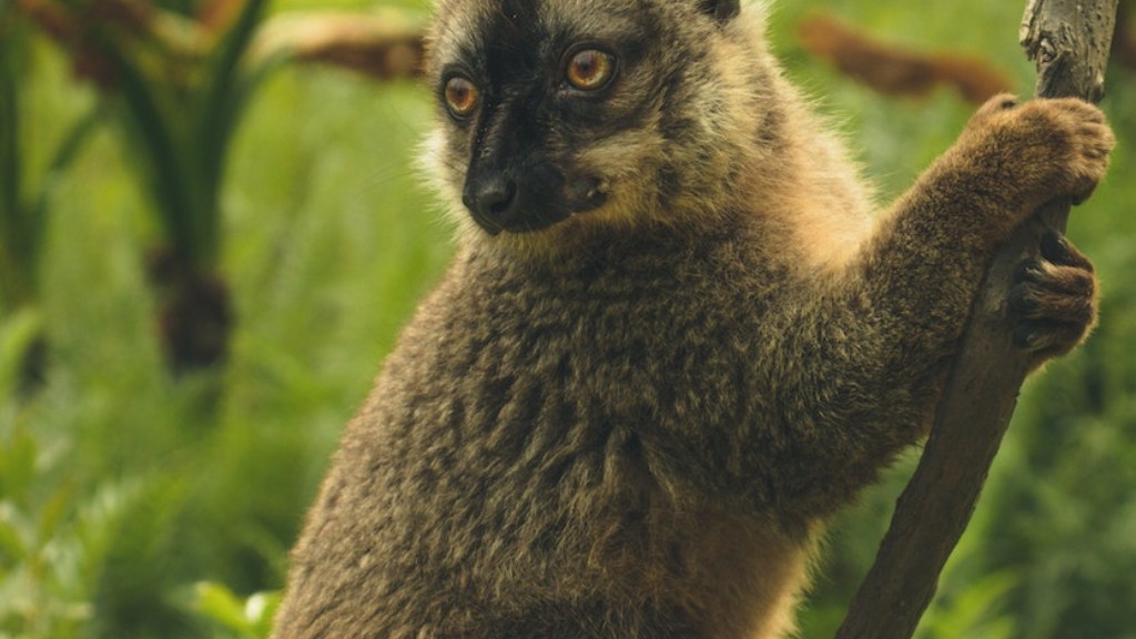 Is Madagaskar het grootste eiland in Afrika
