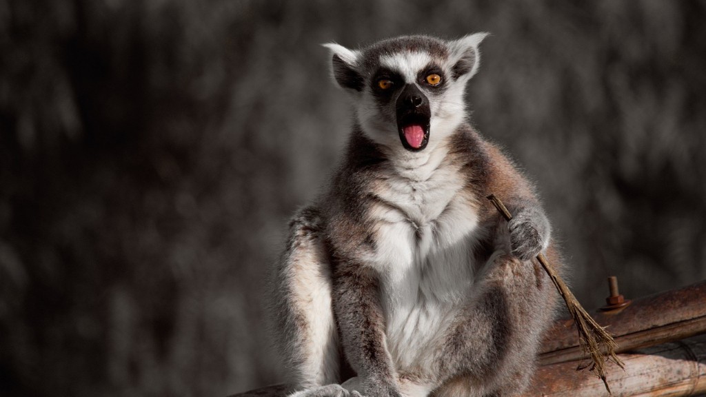 Wat zijn de gevaarlijkste dieren in Madagaskar